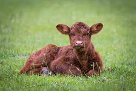 Cow Calving Stages Image